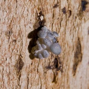 Clàvies inoculants de gírgola (Pleurotus ostreatus)