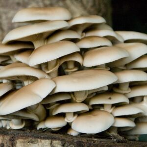 Clàvies inoculants pollancró (Agrocybe aegerita)