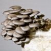 Sustrato para el cultivo de seta de ostra eco (Pleurotus ostreatus)