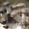 Sustrato para el cultivo de seta de cardo eco (Pleurotus eryngii)