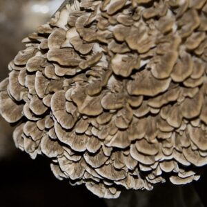 Substrat per al cultiu de gírgola de castanyer/Maitake eco (Grifola frondosa)
