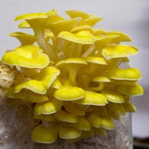 Substrat per al cultiu de gírgola groga eco (Pleurotus citrinopileatus)