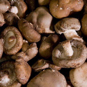 Clàvies inoculants de xiitake (Lentinula edodes)