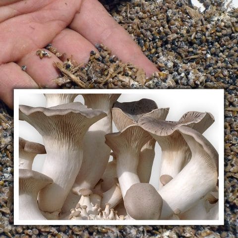 Semilla de seta de cardo (Pleurotus eryngii)