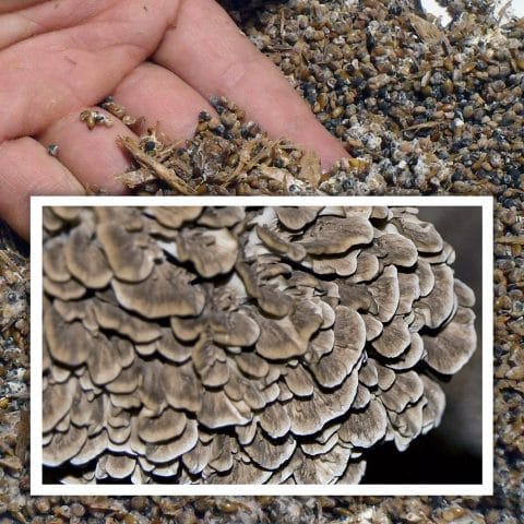 Semilla de maitake (Grifola frondosa)