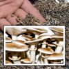 Semilla de seta de (Agrocybe aegerita)