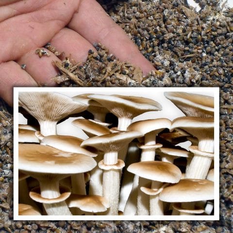 Semilla de seta de (Agrocybe aegerita)