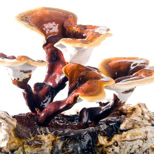Substrat per al cultiu de reishi eco (Ganoderma lucidum)