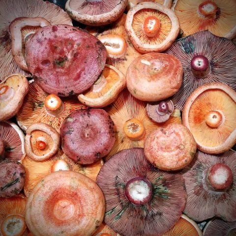 Semilla para el cultivo de níscalo/robellón silvestre (Lactarius spp)