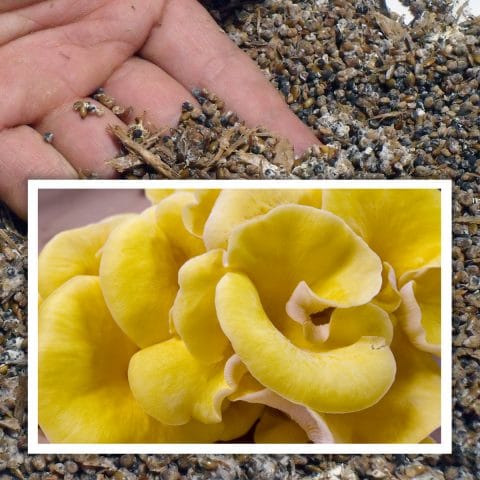 Semilla de seta de ostra amarilla (Pleurotus c. citrinopileatus)