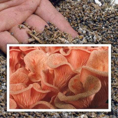 Semilla de seta de ostra rosa (Pleurotus salmoneo-stramineus)