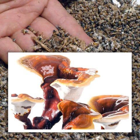 Llabor/miceli de reishi (Ganoderma lucidum)