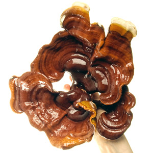 Reishi (Ganoderma lucidum)