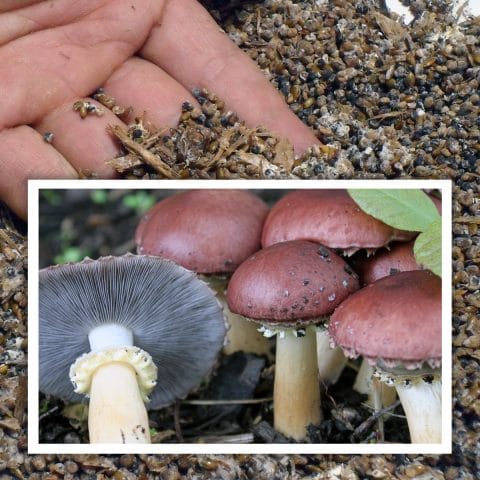 Semilla del hongo Stropharia rugosoannulata