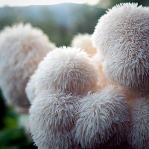 Substrats de Greixa d'agulles! hericium erinaceus